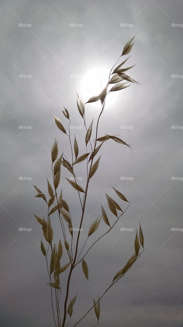 wheat. wheat in the sun