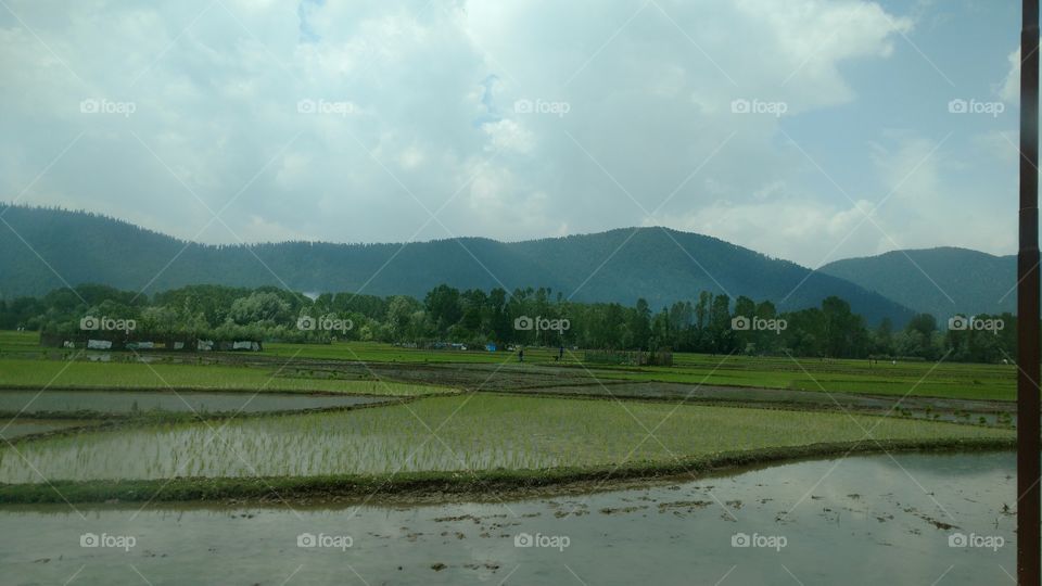 paddy fields of Kashmir