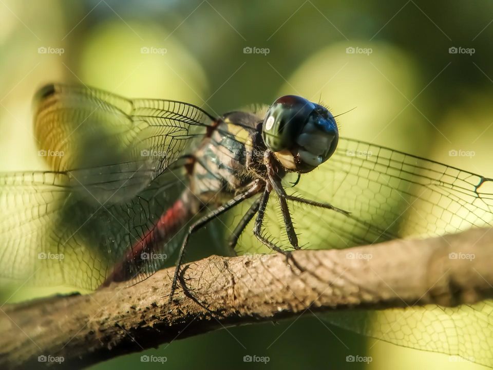 Red tail dragonfly