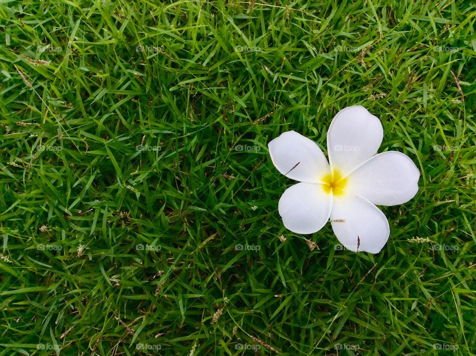 Flower. White flower