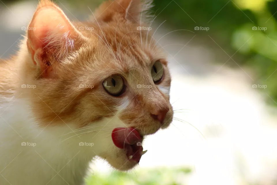 The Cat