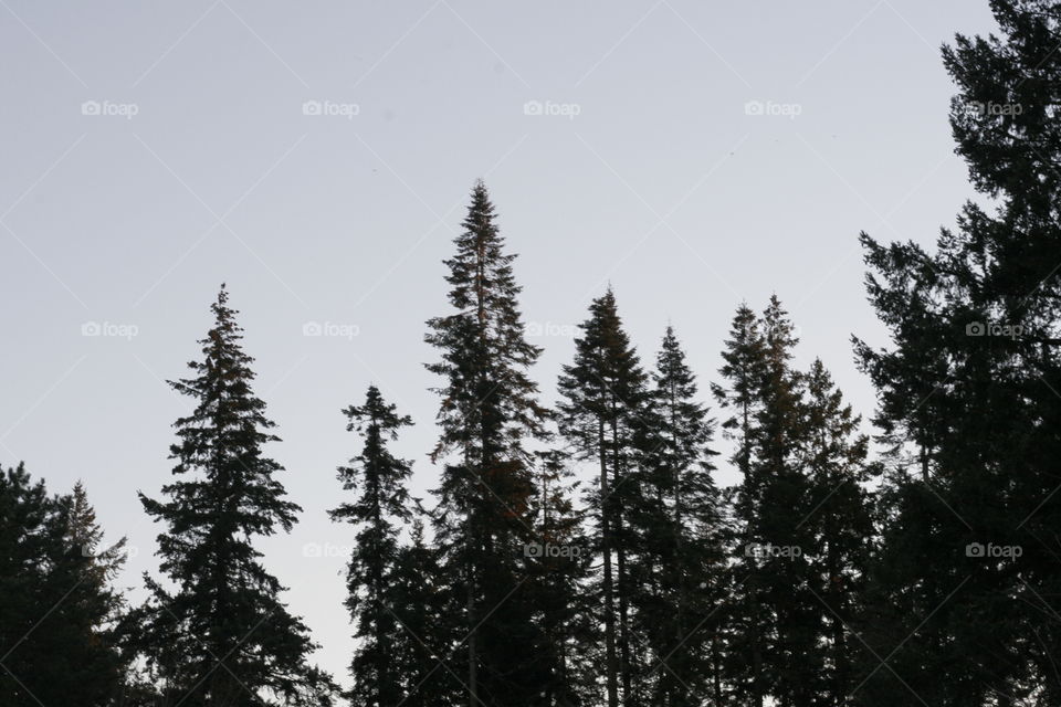 sunset with trees in the sky