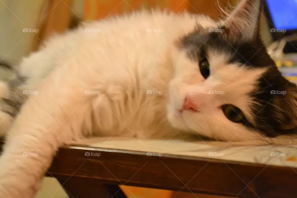 cat