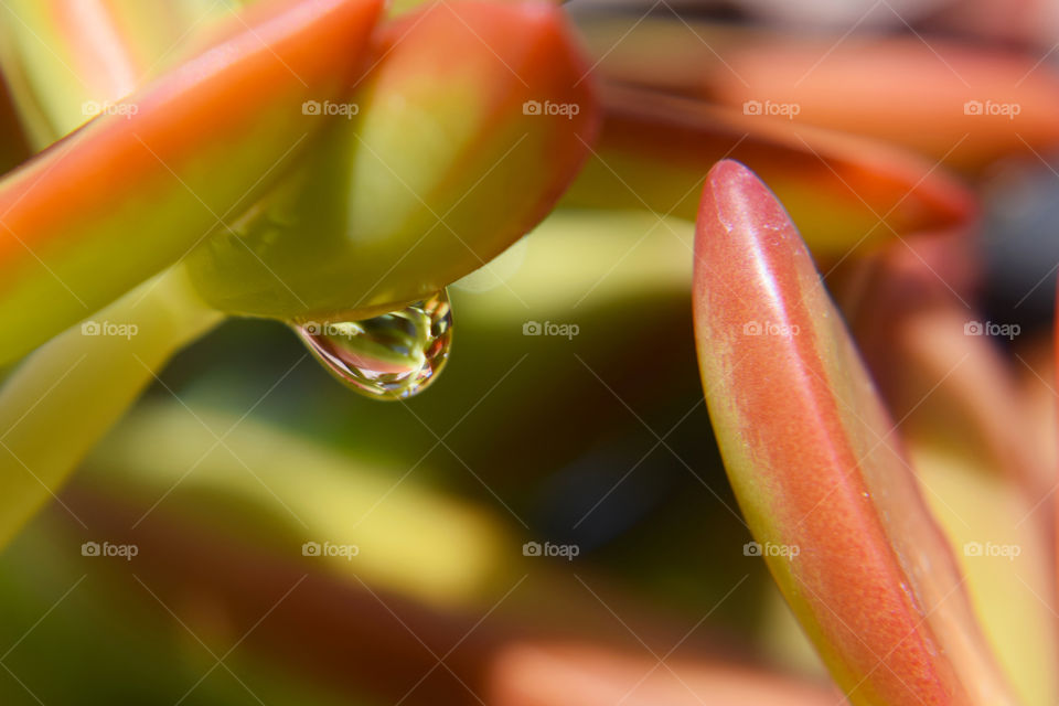 Flower, Color, No Person, Nature, Tulip