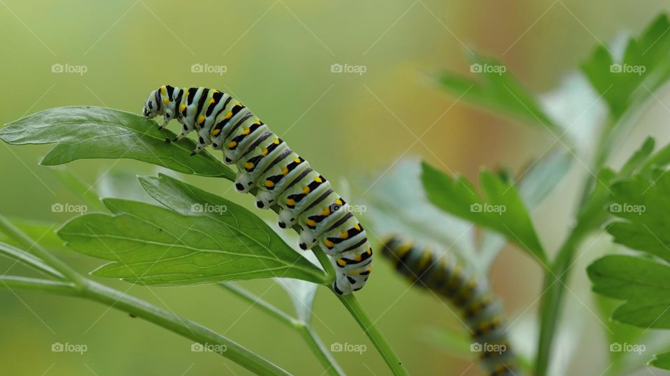 green caterpillar