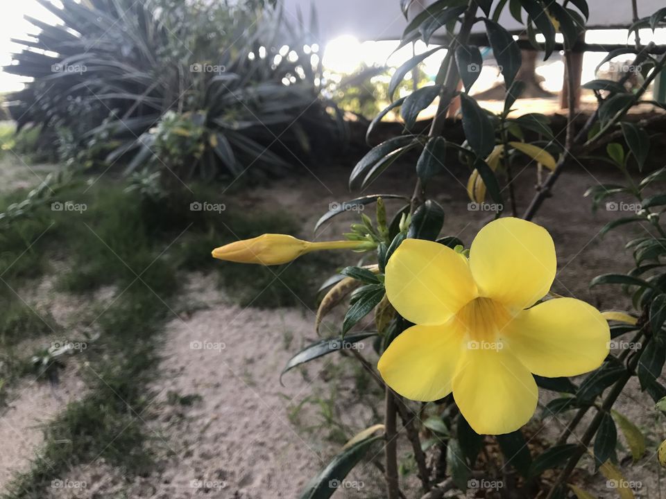 Yellow flower in the resort at koh phangan