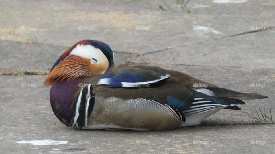 A mandarin duck