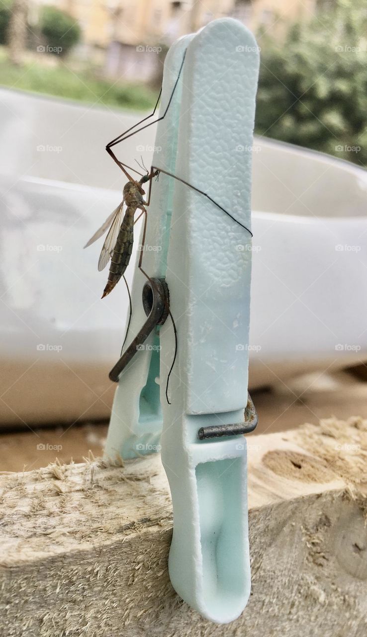 Mosquito on clothespins