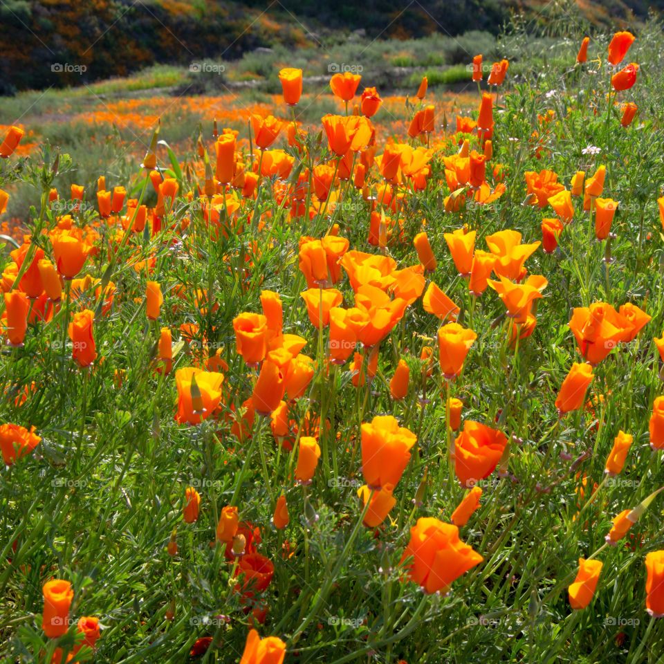 Sunrise over California poppy fields 