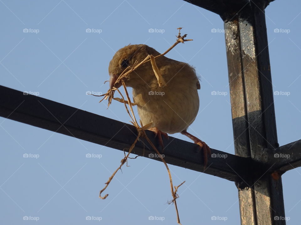 India Puducherry sparrow try to build a nest