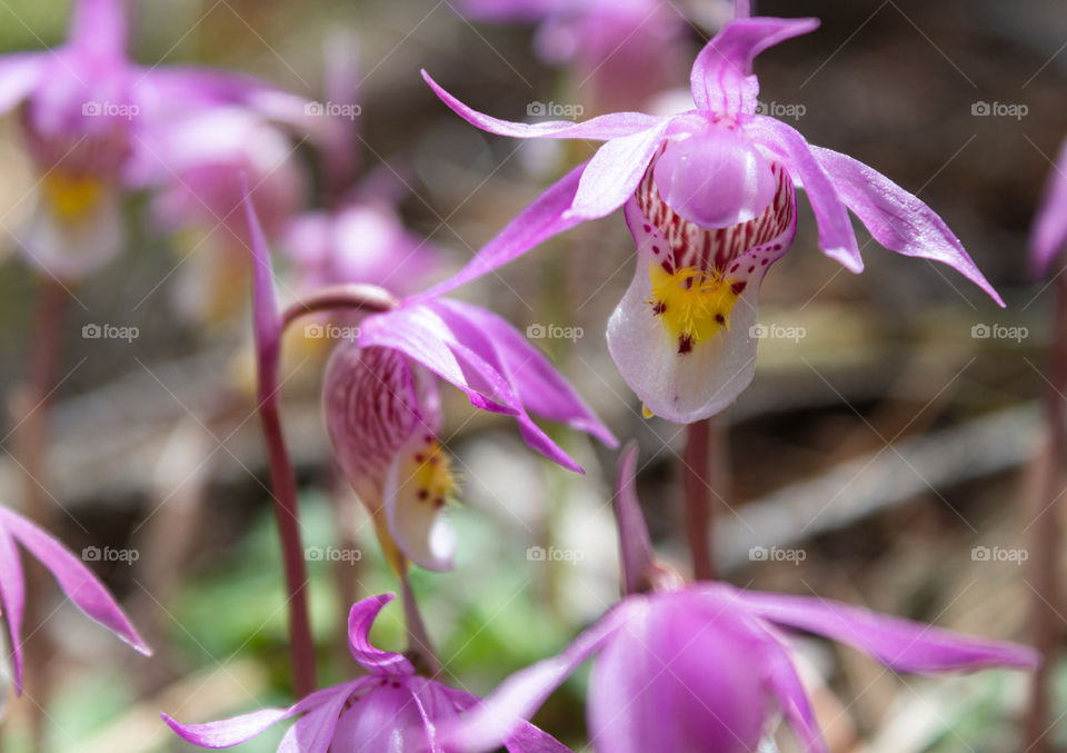 It’s fairy slipper season! (Wild calypso orchids) 