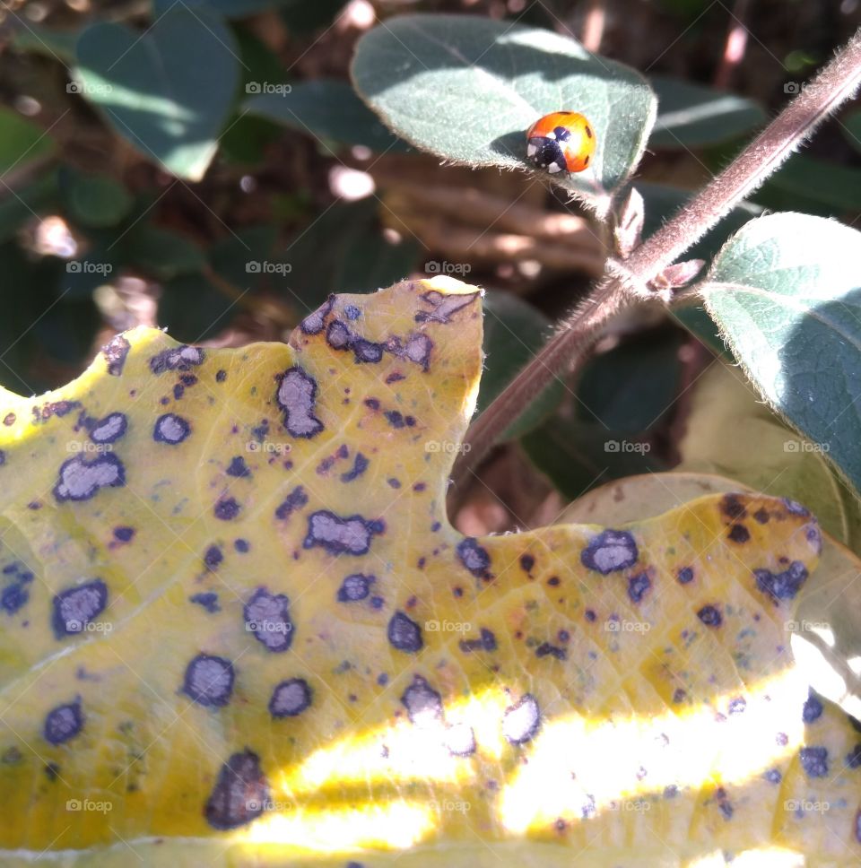 Ladybug