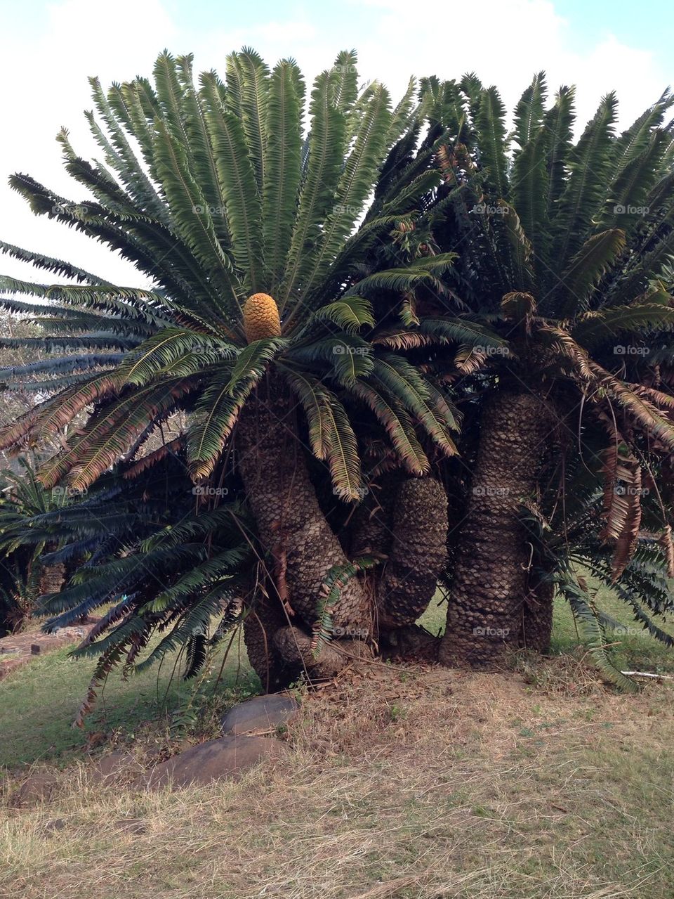 Cycad