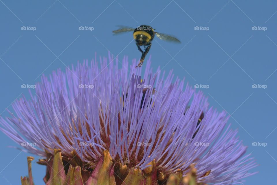 bee of button flower