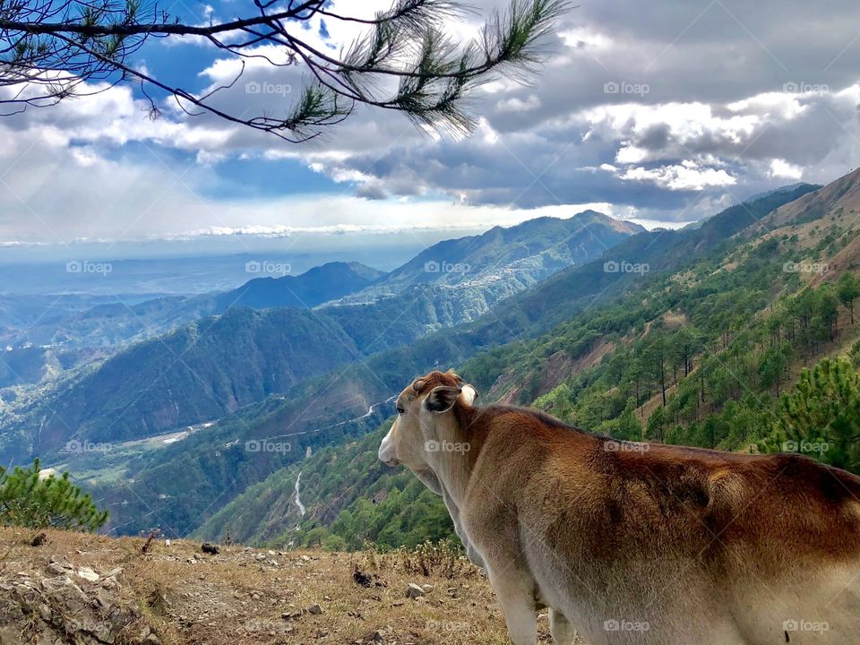 Cow overlooking landscape