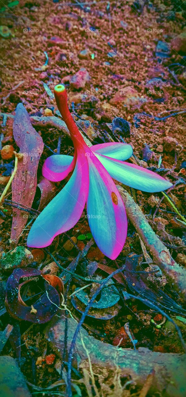 Kemboja merah, kamboja, semboja;  marga Plumeria, berdaun jarang namun tebal. Bunganya yang harumnya sangat khas, dengan 5 helai mahkota berwarna putih, merah, kuning dan violet.