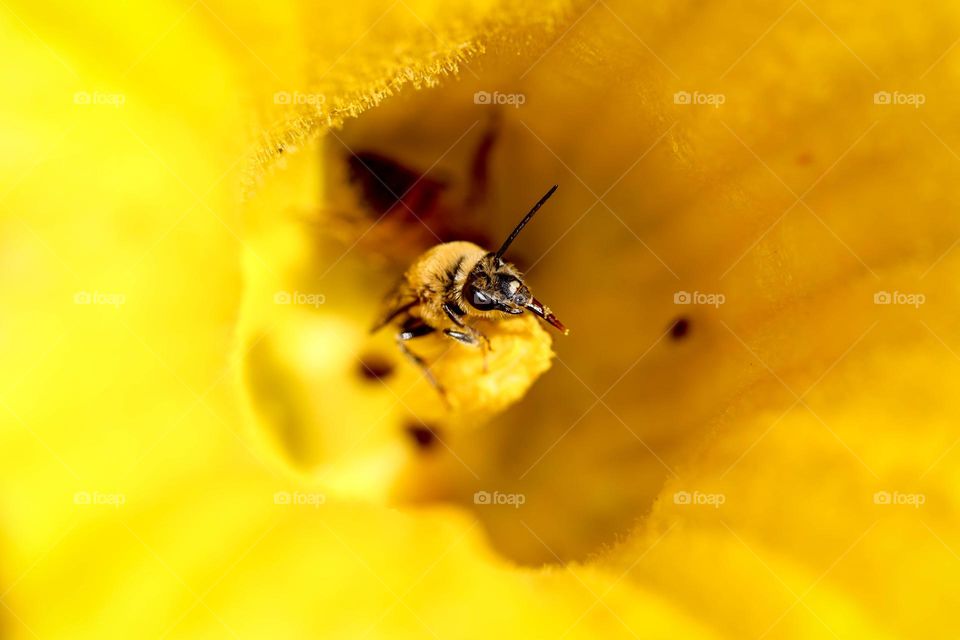 Bee on a pumpkin flower