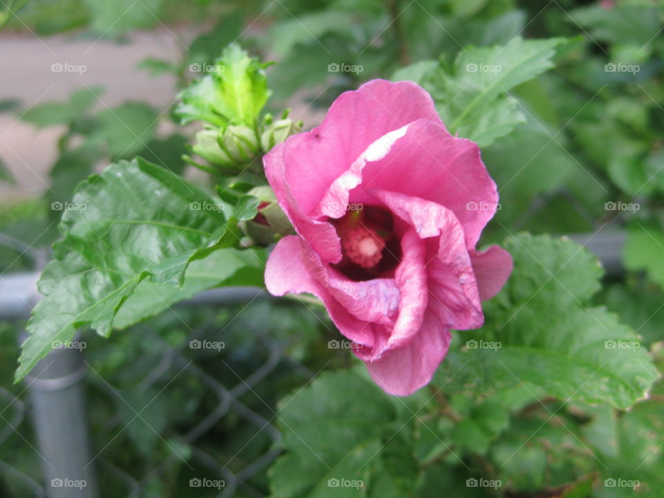 Close-up of a budding and blooming rose of sharon.