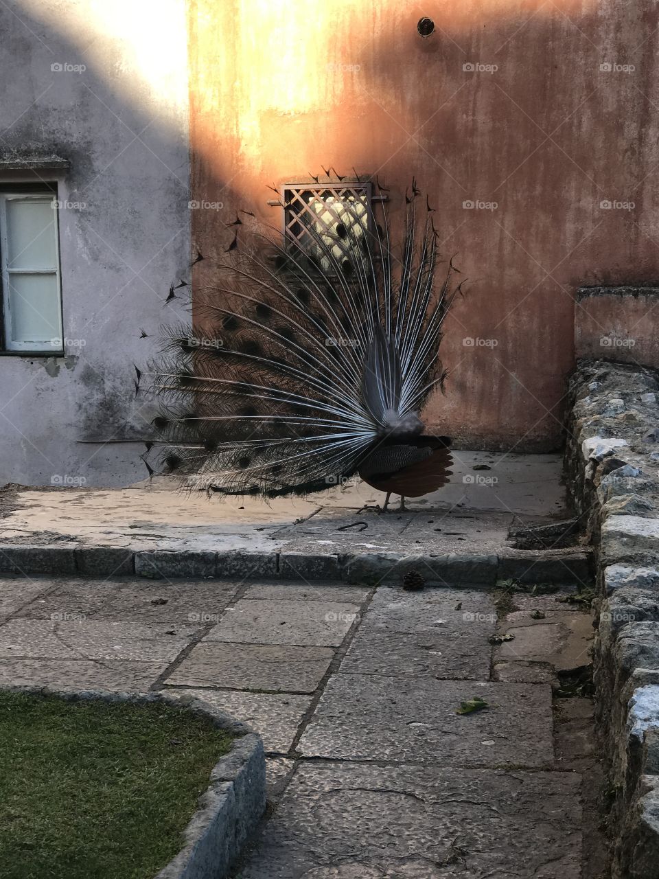 When we spread our wings to their fullest, true beauty is revealed. This picture was taken at the castle in Lisbon. Seems to be the home to this beautiful peacock who wasn’t shy about showing off!