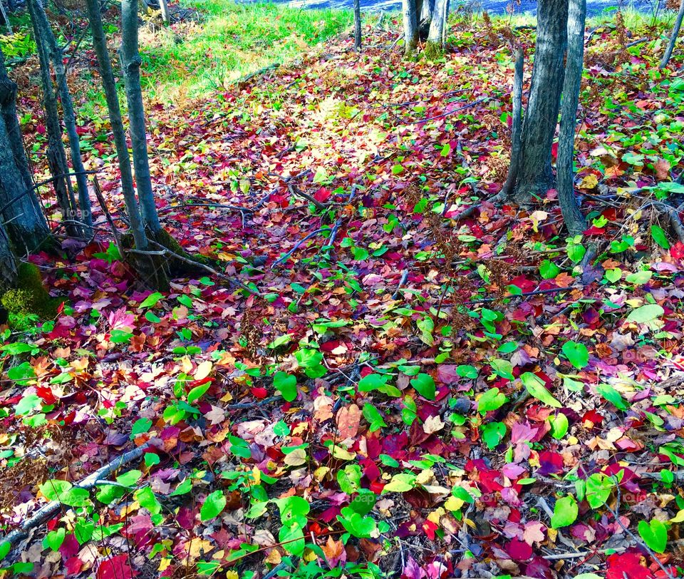 Leaf carpet