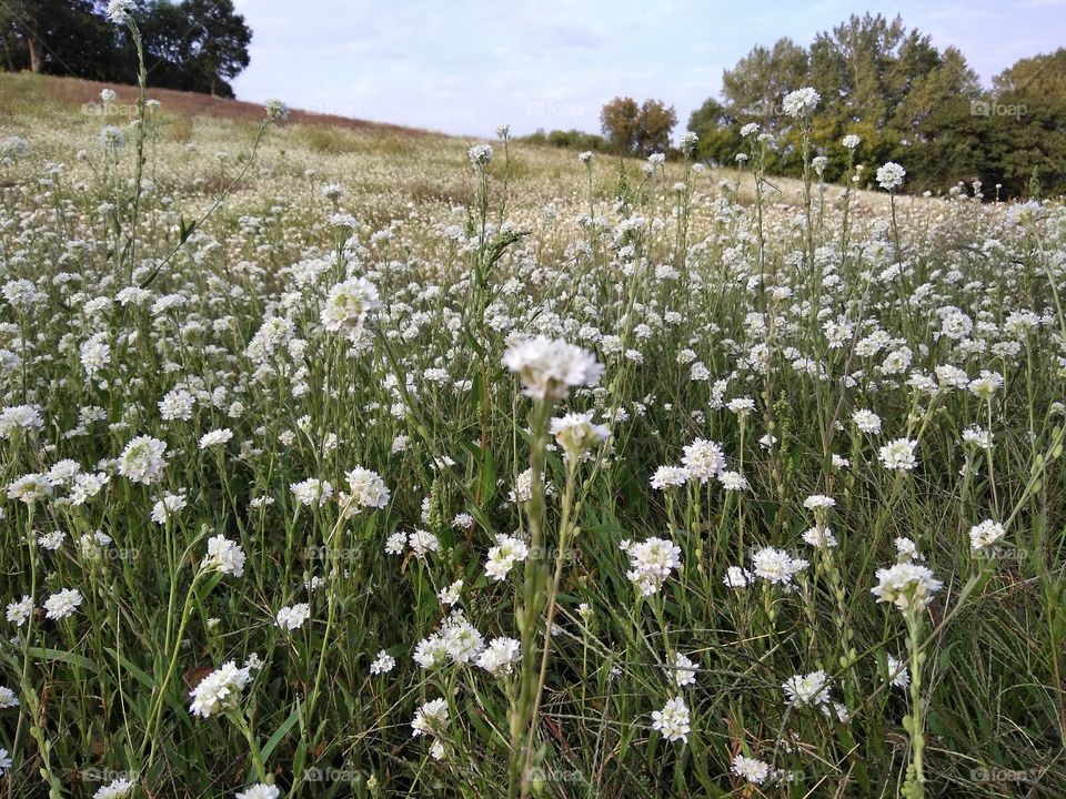 Flower, Field, Hayfield, Nature, Grass