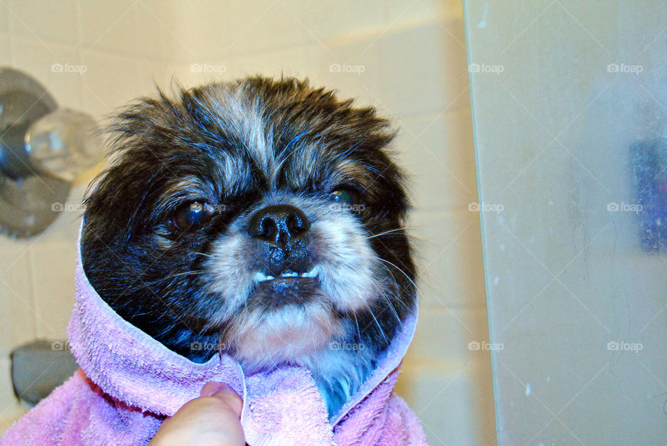 Happy Pekingese dog just had a refreshing bath with towel over head