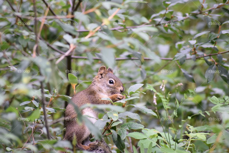 Cute little squirrel grabbing an afternoon snack