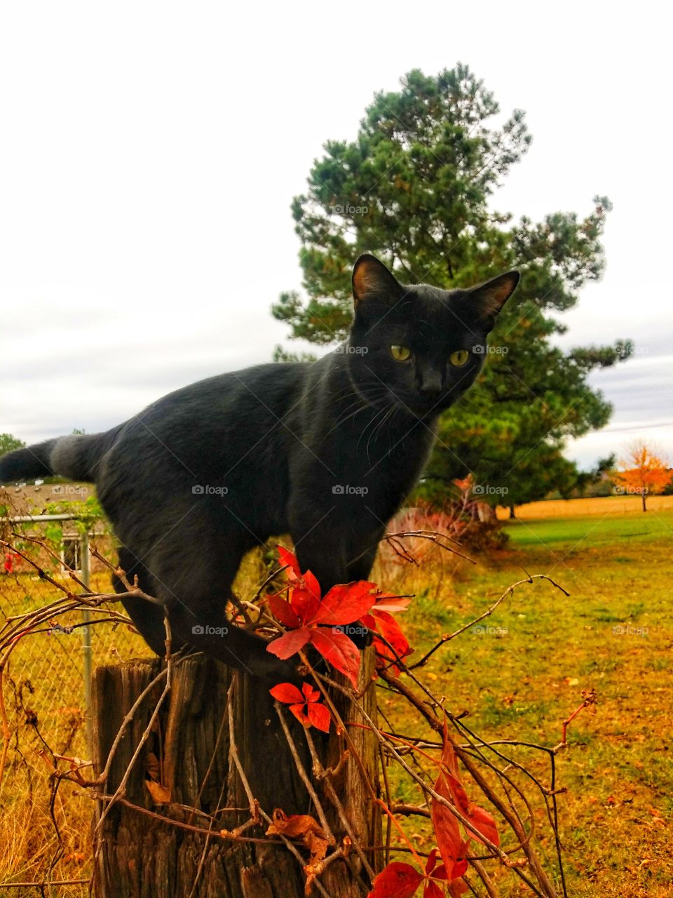 cat in fall