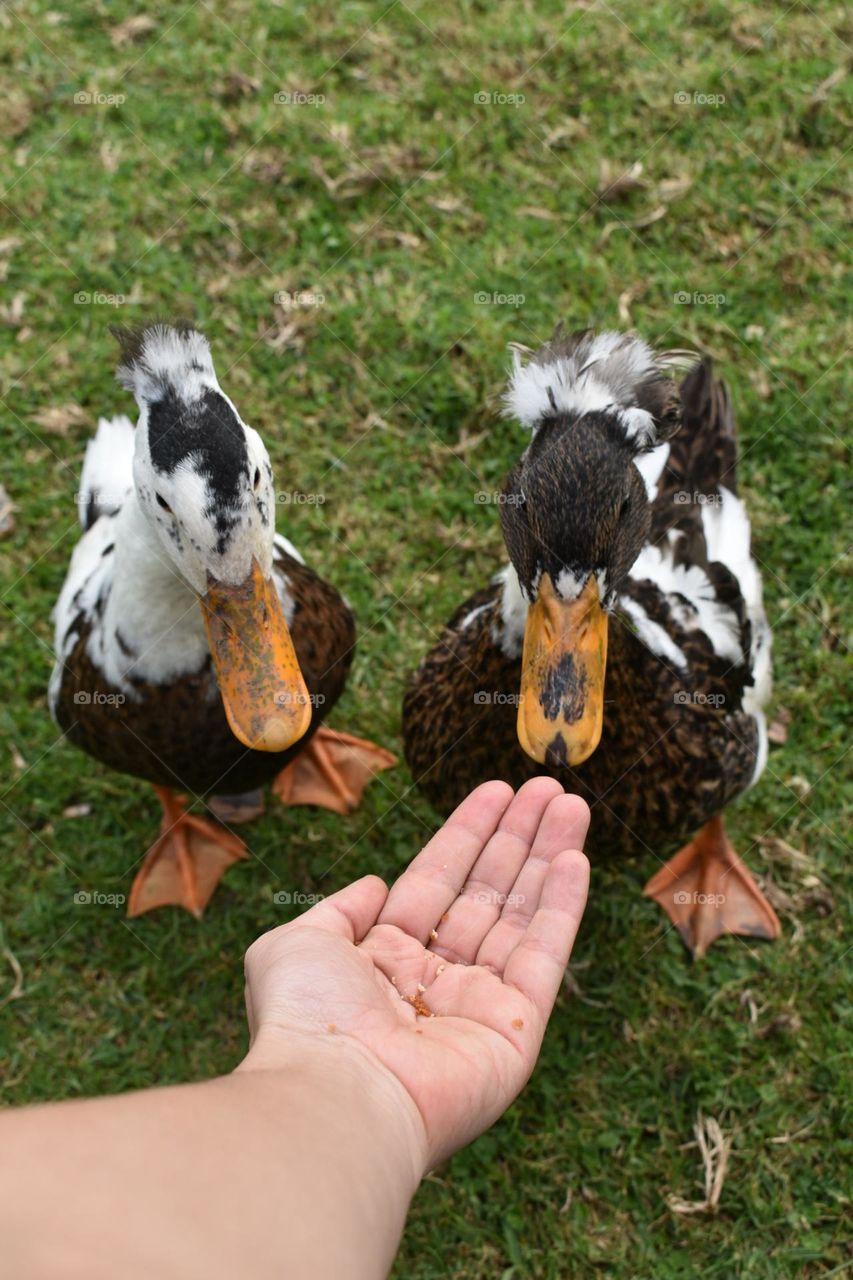 Ducks