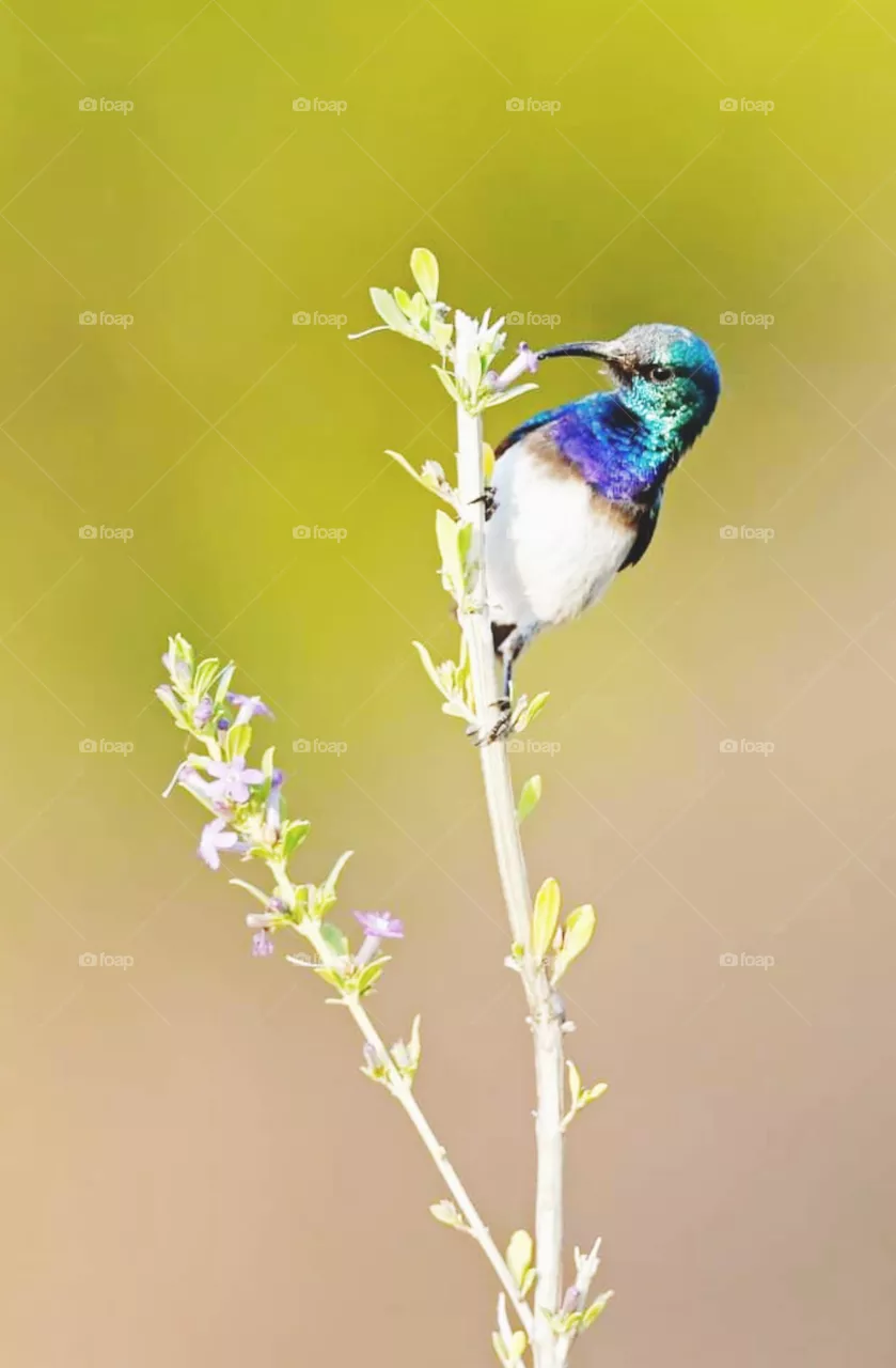 bird