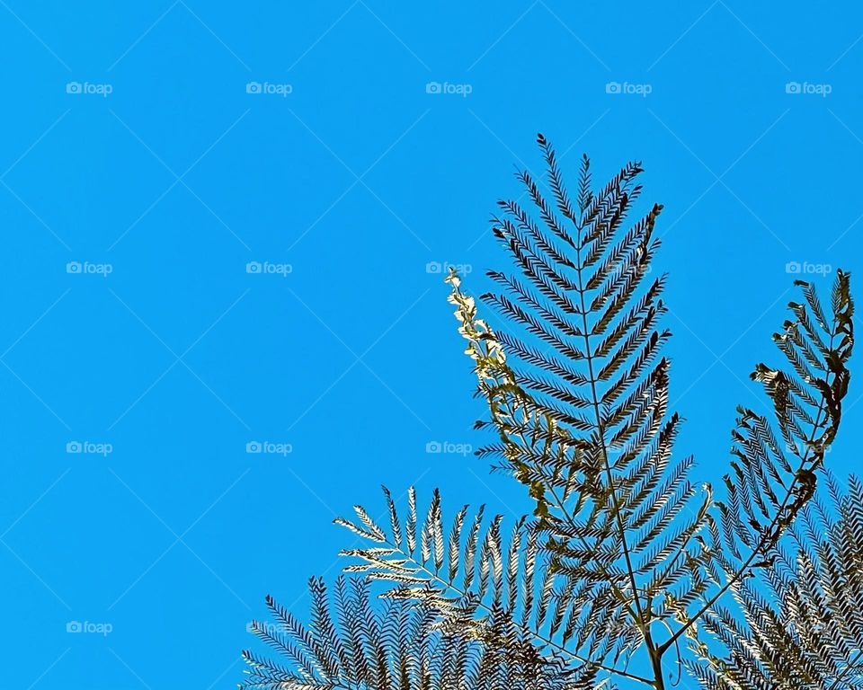 Leaves of a flame tree