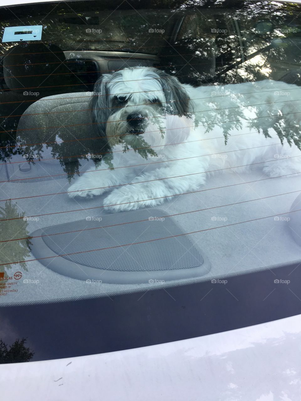 Protecting dog in rear window 