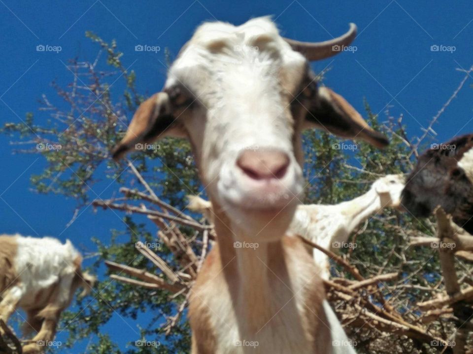 Beautiful goat looking at camera