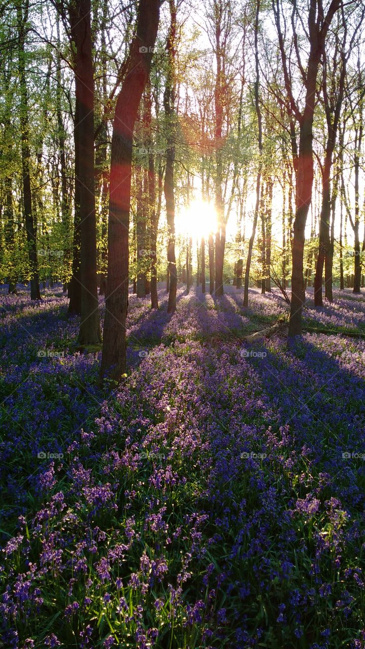 Bluebells at sunrise