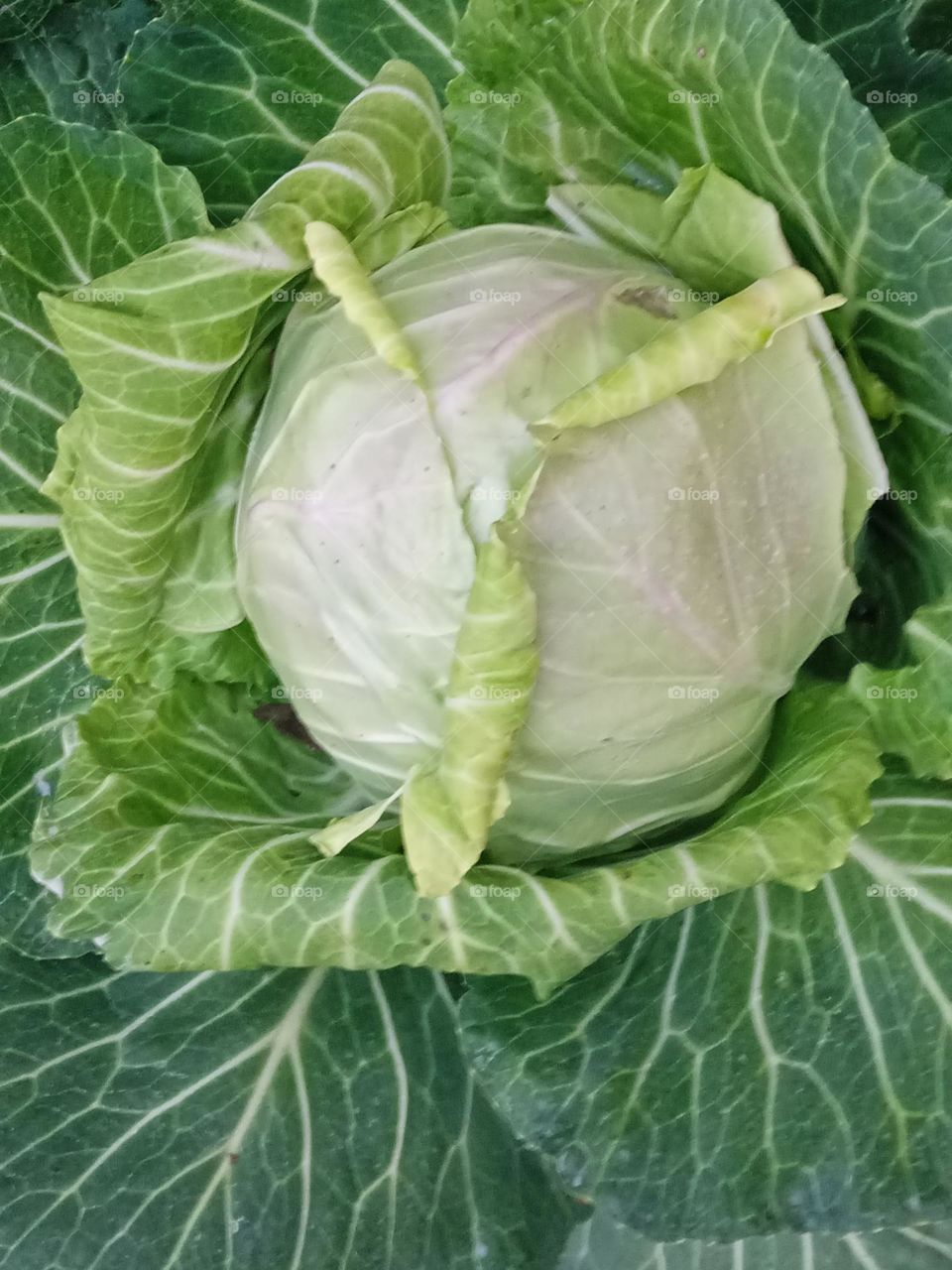 cabbage leaves photography