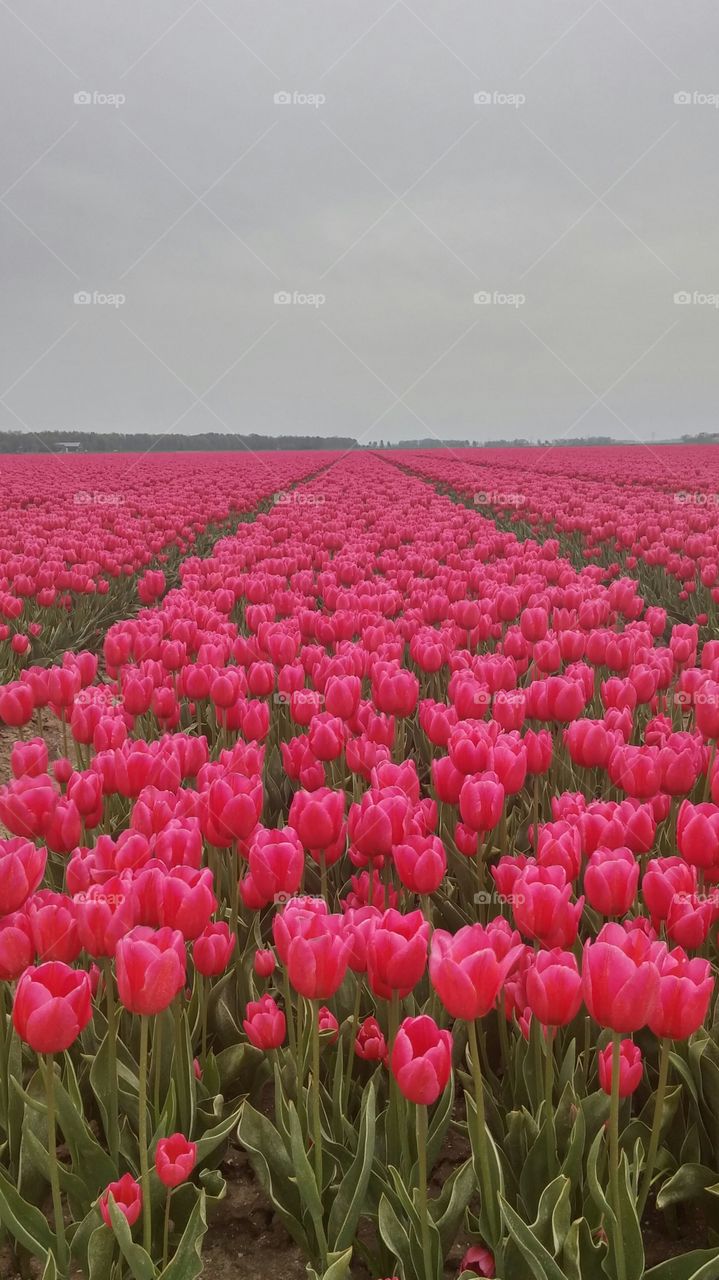 Pink tulip flowers . Pink tulip field in holland 