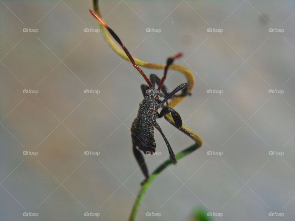 black bug on a twig