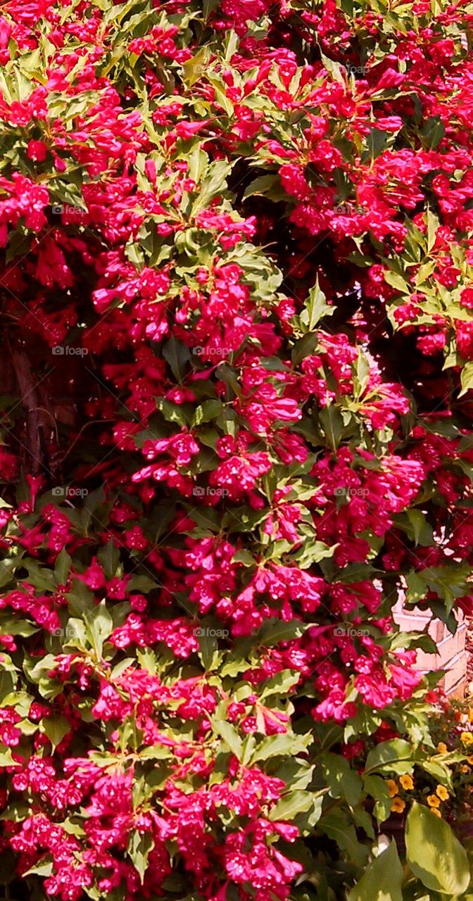 bright pink weigela