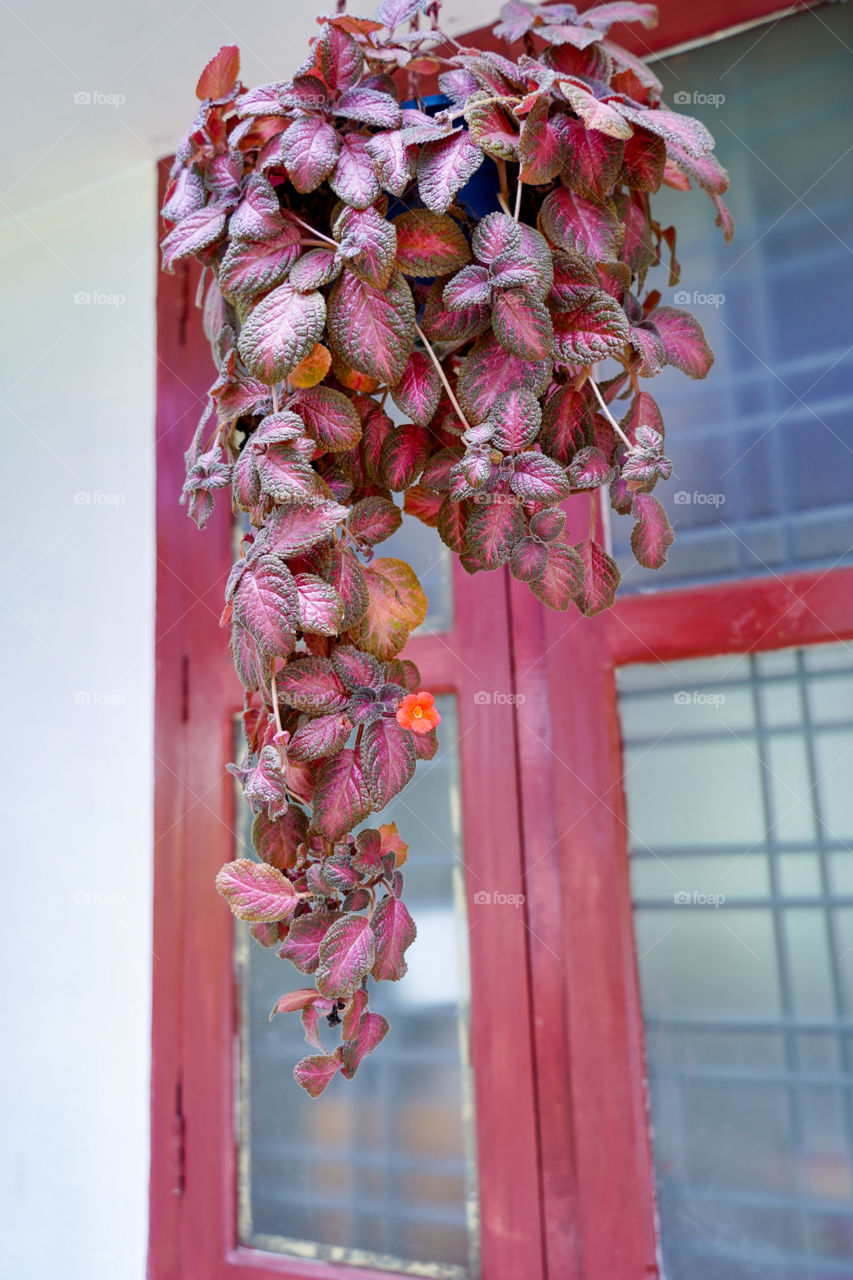 Portraits of a plant 