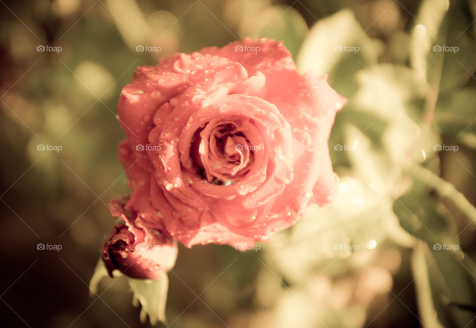 vintage rose. vintage rose for Valentine's day