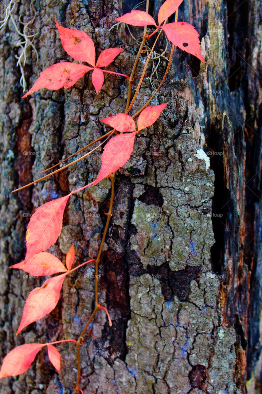 Pink hued vine on tree stump