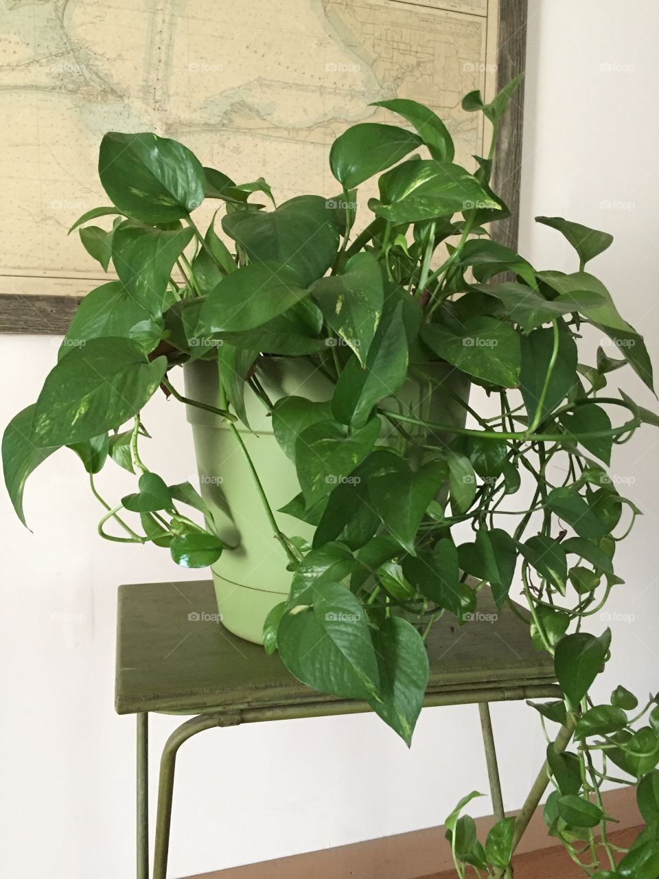 House plant in a pot