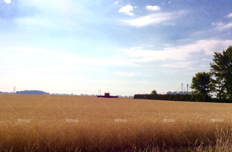 Scenic view of wheat field against sky