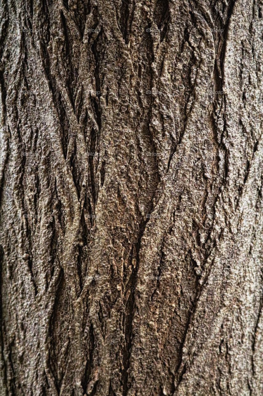 Tree Bark