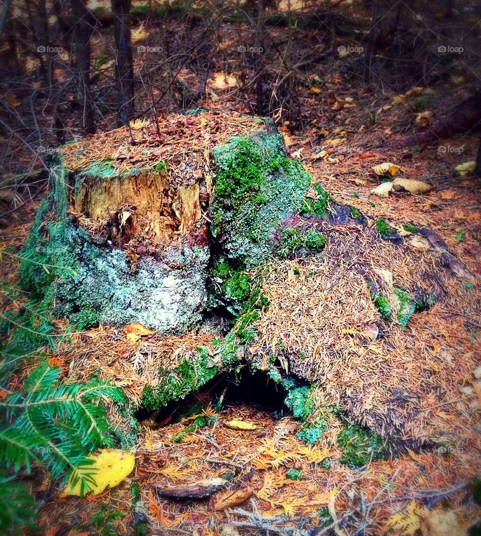 Fairy house