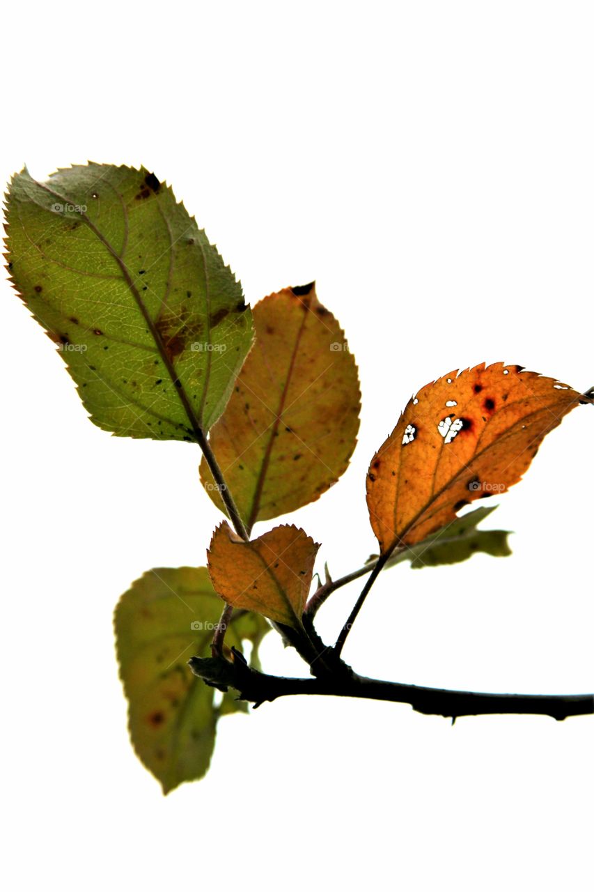 autumn leaves during an overcast day