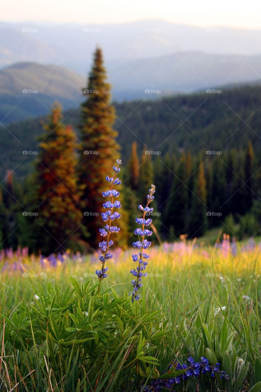 Simplicity At Its Finest