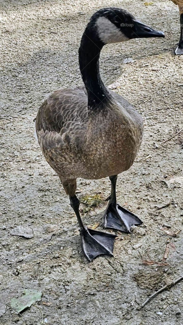 Canada Goose in the park