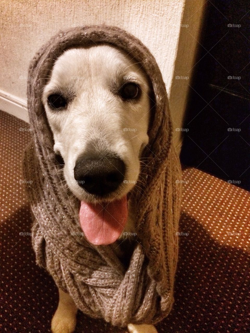 Zoe - Golden Retriever