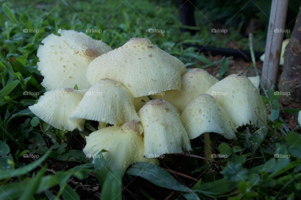 Textured mushrooms